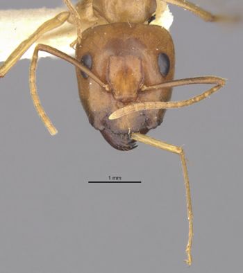 Media type: image;   Entomology 9226 Aspect: head frontal view